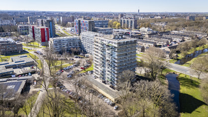 Lupinesingel